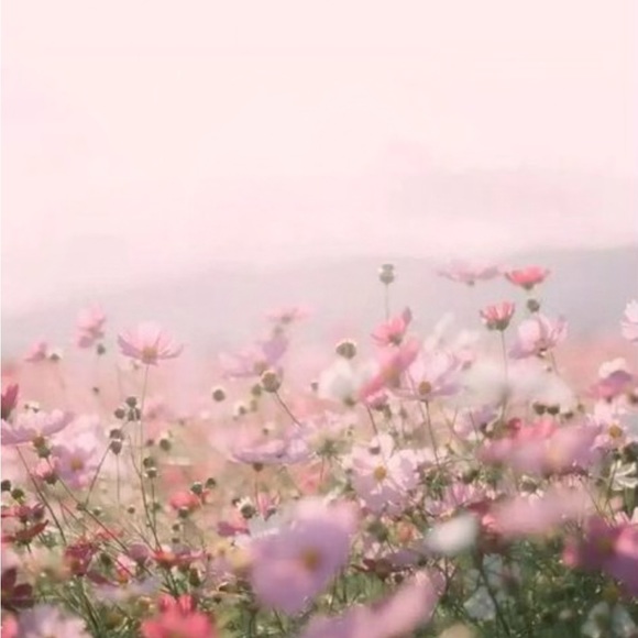 Meet your Posher, Aspen - Picture 1 of 1